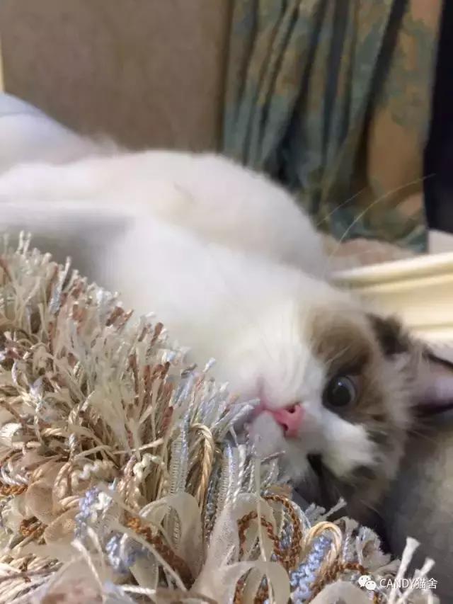 布偶幼猫毛打结了怎么办,布偶幼猫毛灰