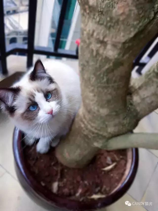 布偶幼猫毛打结了怎么办,布偶幼猫毛灰