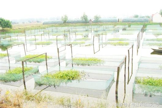 泥鳅可以用网箱养殖吗,台湾泥鳅养殖网箱多少钱