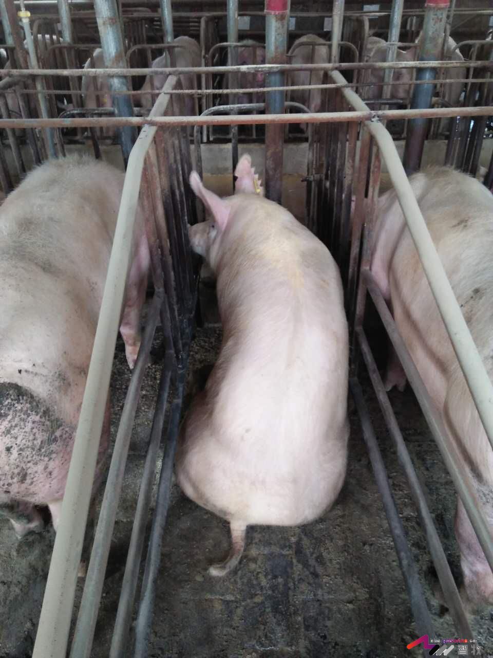 母猪犬坐的原因分析，多图-樊福好健康管理论坛-聊天全记录