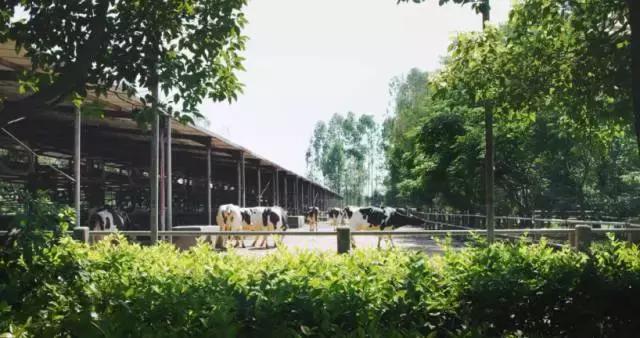 被央视通报过的奶粉品牌,被央视点名的网红奶茶