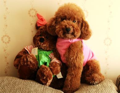 贵宾犬的欧陆式造型有几个球,贵宾犬美容造型种类有哪些