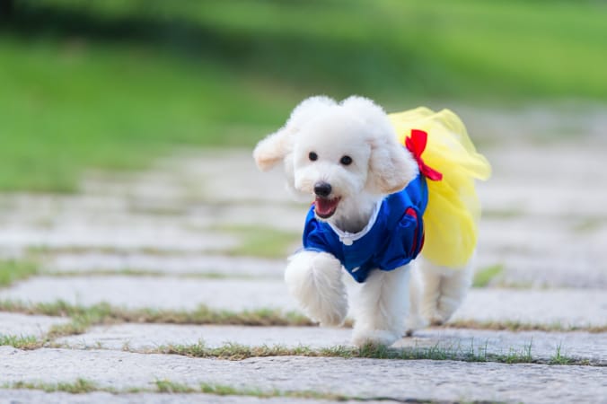 贵宾犬的欧陆式造型有几个球,贵宾犬美容造型种类有哪些