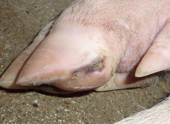 母猪裂蹄特效药,母猪裂蹄病怎么治