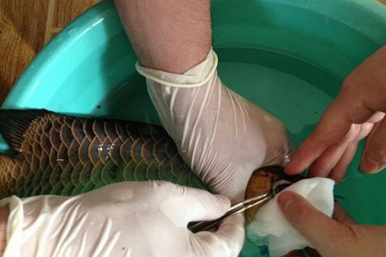 龙鱼腹鳍恢复过程,龙鱼拔鳞手术需要注意什么
