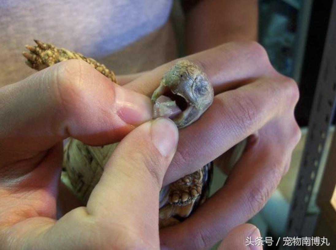 如何剪去陆龟的增生喙,陆龟嘴唇增生怎么修