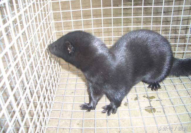 不是*局骗**但是赚钱很难，4种毛皮动物发展受阻