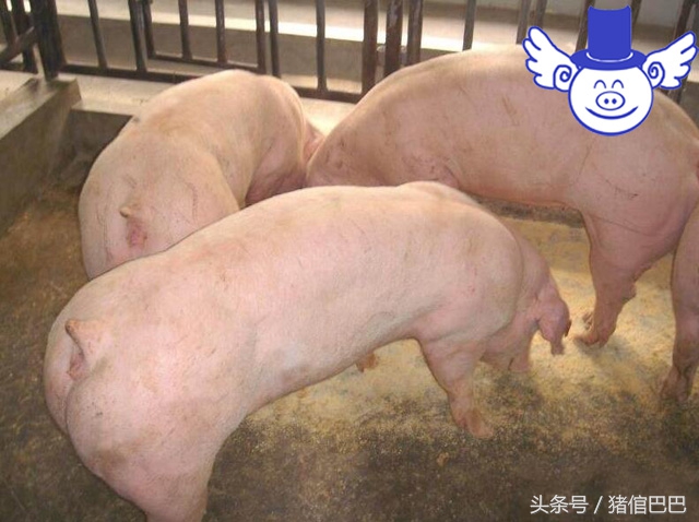 母猪产仔猪仔不上产道怎么解决,母猪怀不上孕用什么药