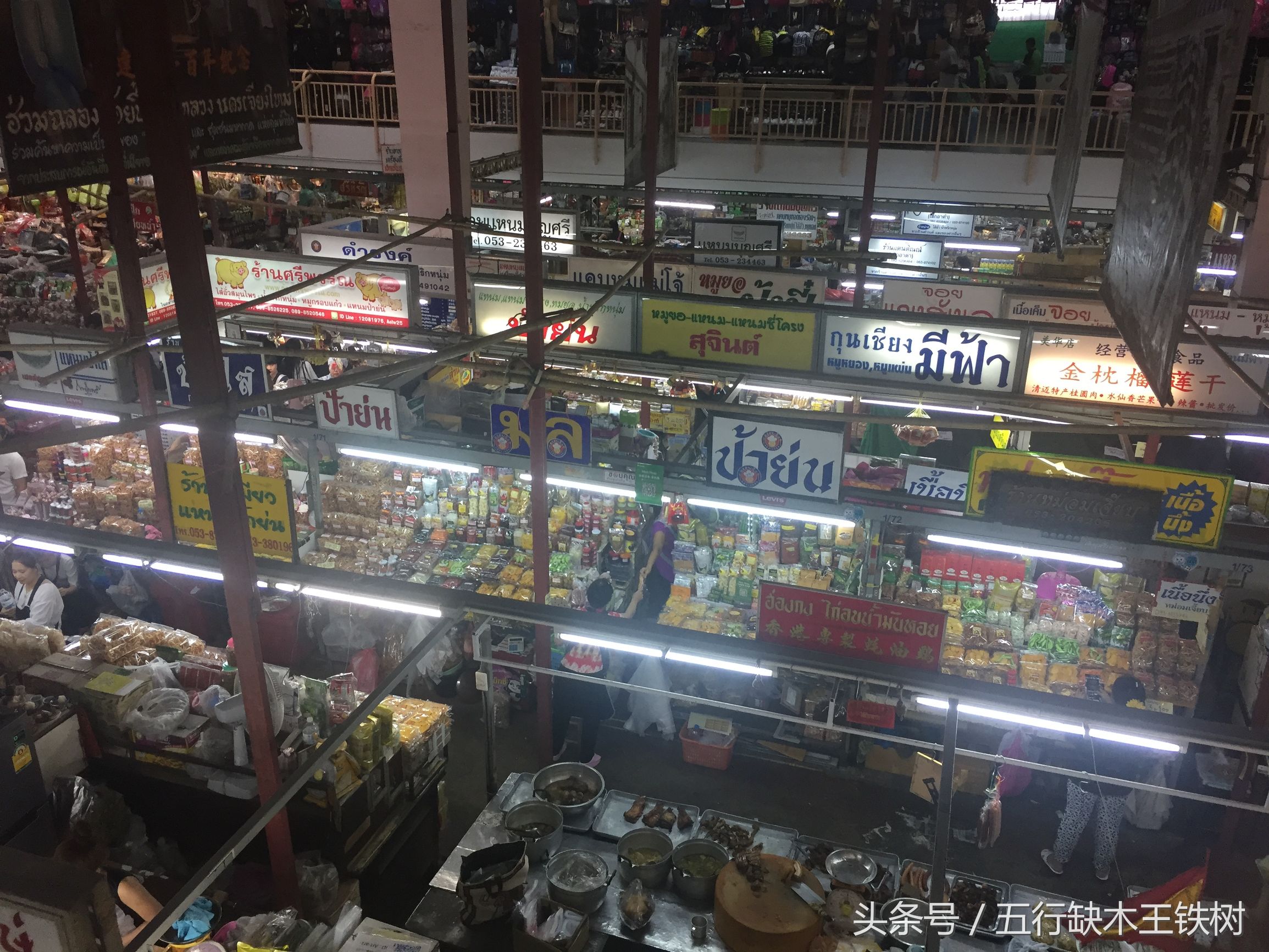 铁树在哪里可以买到,铁树在哪里买