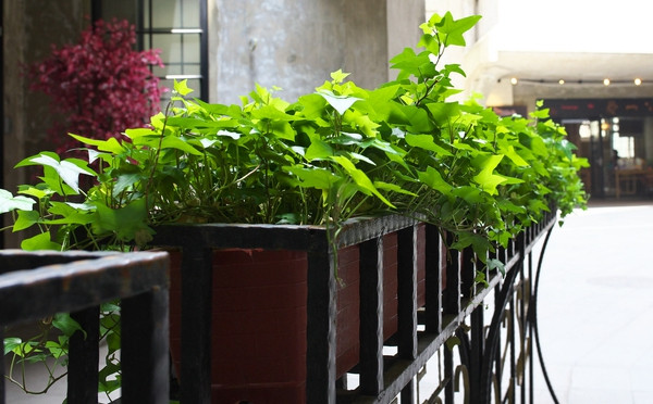 常春藤可以栽在假山上吗,心形常春藤盆栽