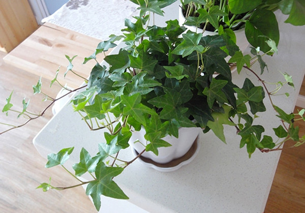 常春藤可以栽在假山上吗,心形常春藤盆栽