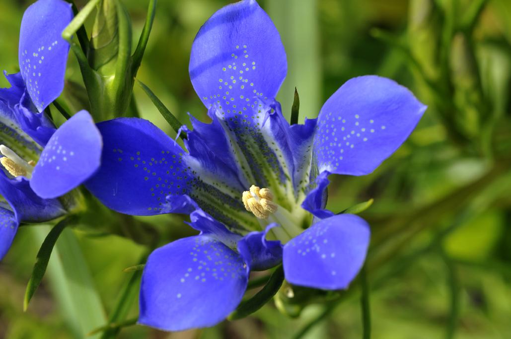 《本草》植物志之龙胆：唐朝的一场瘟疫，令它功成名就
