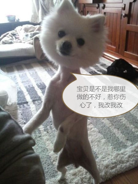 哪个星座的男生最怕女生,狗狗告诉你什么事