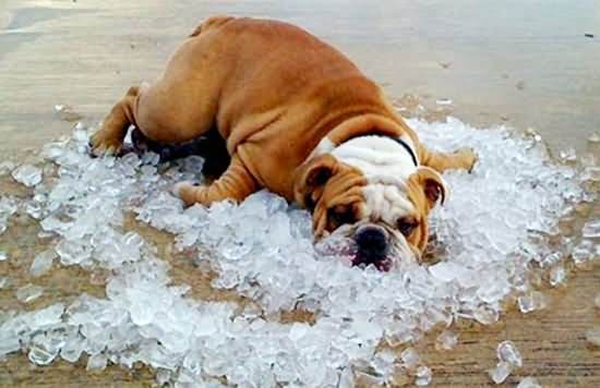 人类直立行走的奥秘,原始人走路