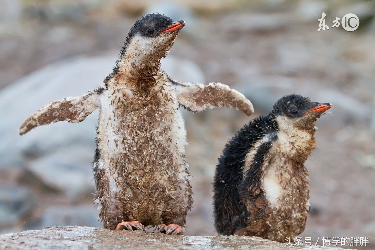 qq成为死号怎么办,如果死了我们的qq号怎么办