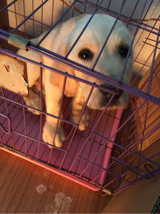 去狗市,1300元买下这只未满两月的古牧,我们的噩梦就开始了