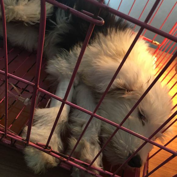 去狗市,1300元买下这只未满两月的古牧,我们的噩梦就开始了