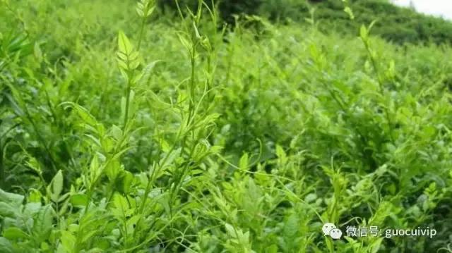 湘西土家莓茶的传说和由来简介,土家神茶茅岩莓湖南张家界