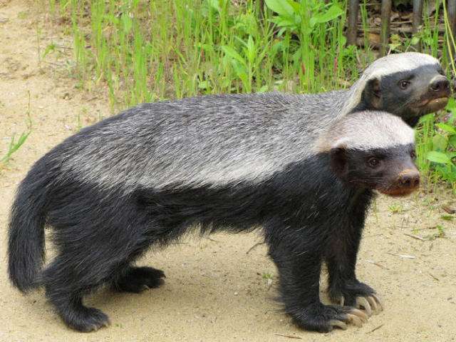 蜜獾平头哥日记,平头哥蜜獾越狱动画