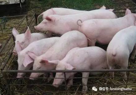 药用动物养殖品种大全,养殖高价值品种动物