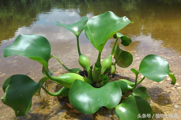 水葫芦能当绿植养吗视频,水葫芦的家庭养殖