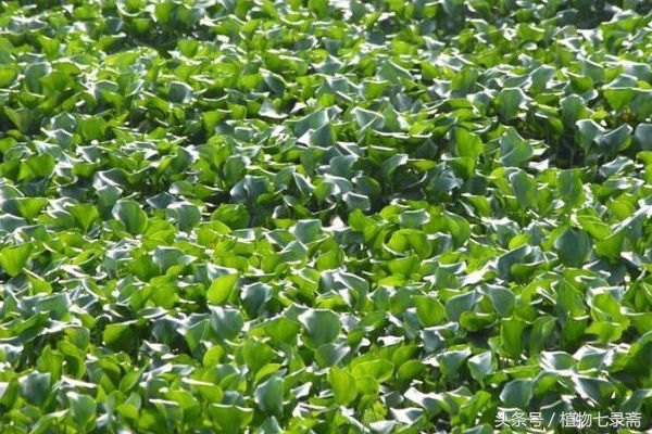 水葫芦能当绿植养吗视频,水葫芦的家庭养殖