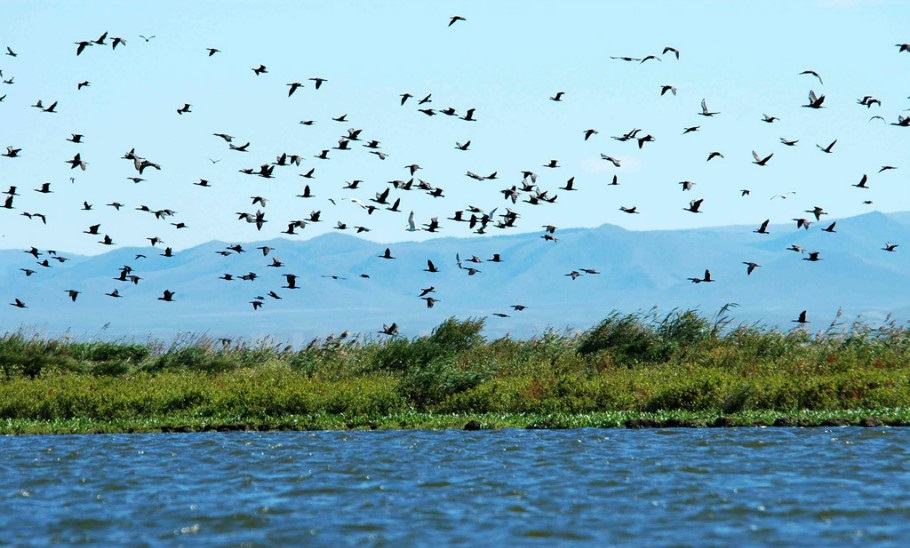 达里诺尔湖鸟类排名,鸟类的天堂达里诺尔湖