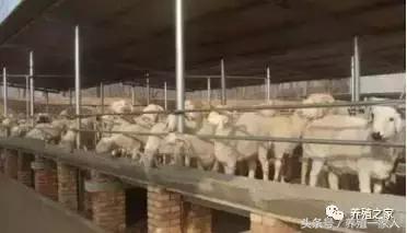 圈养羊怎么养最好,圈养羊养殖技术要点有哪些