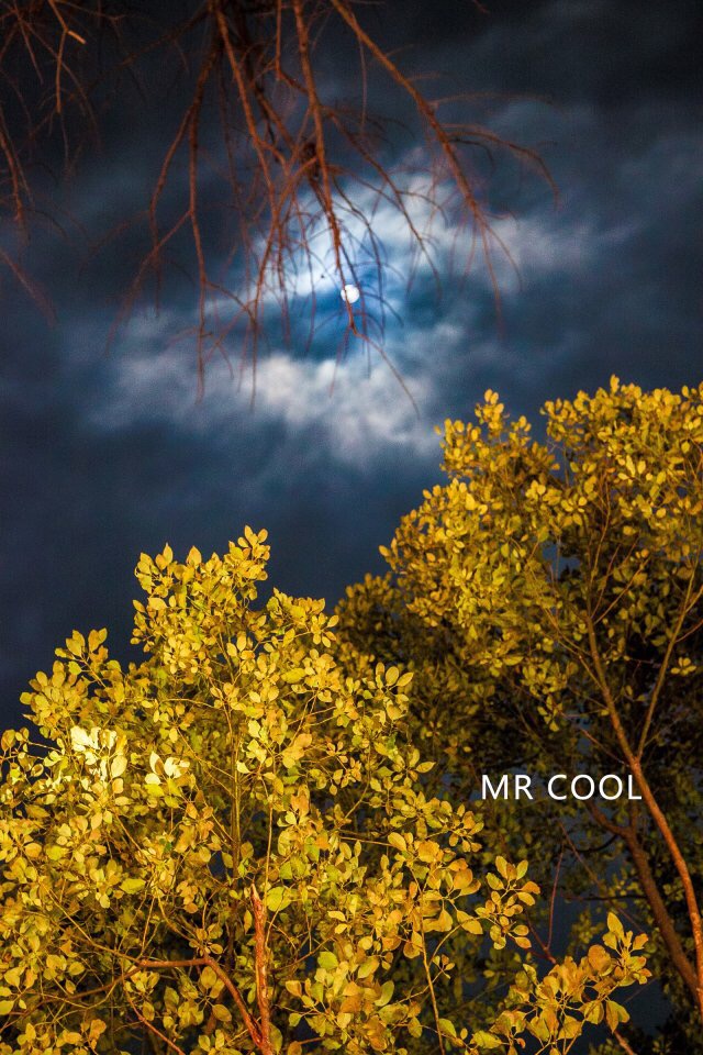 瑞安马屿曹村田园视频,瑞安马屿曹村田园风景图