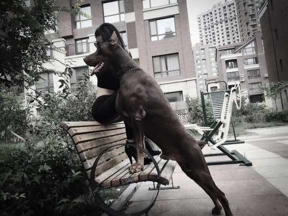 沈阳美女手签德系杜宾,称全家都是杜宾犬铁粉