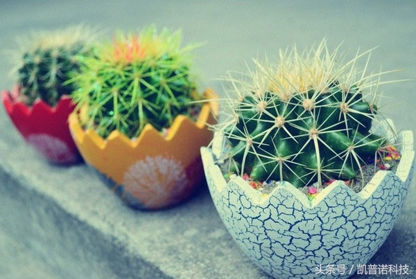 办公室桌上摆放水养植物好不好,办公室有人吸烟适合养什么植物