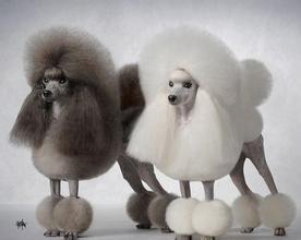 贵宾犬的欧陆式造型有几个球,贵宾犬美容造型种类有哪些