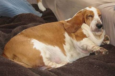 狗半仙跟你唠宠物，宠物营养之「疯狂的脂肪」