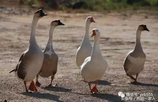 家养大鹅脱肛是怎么回事,雏鹅脱肛的原因和处理方法