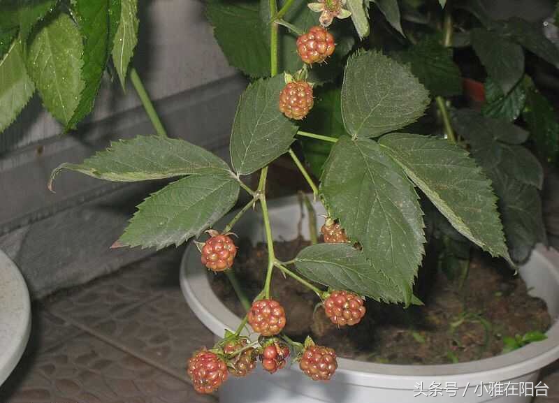 在自家阳台种草莓怎样种得更快,阳台种草莓怎样才能结果多