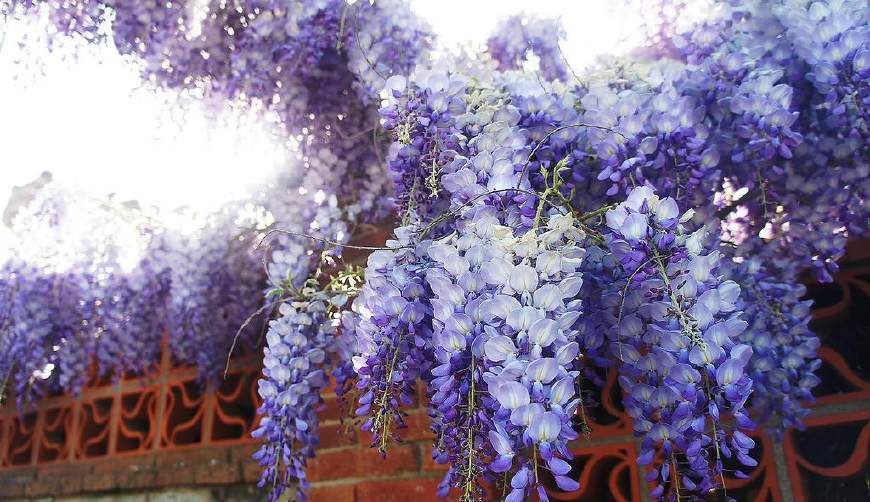 富士芝樱祭自由行热门攻略,富士山浅间神社三日游