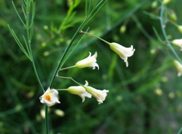 每日花语全集,每日花语蒲公英