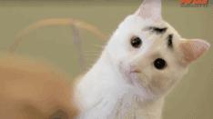 最美樱花季粉色海洋,春季哪里樱花最美最好看