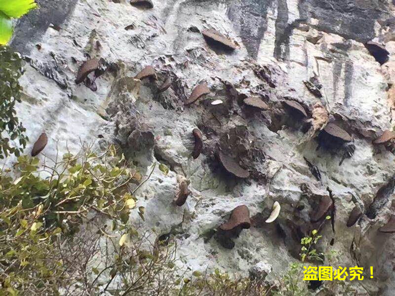 收野生土特产日记：带你去看看，老挝的原始山区！