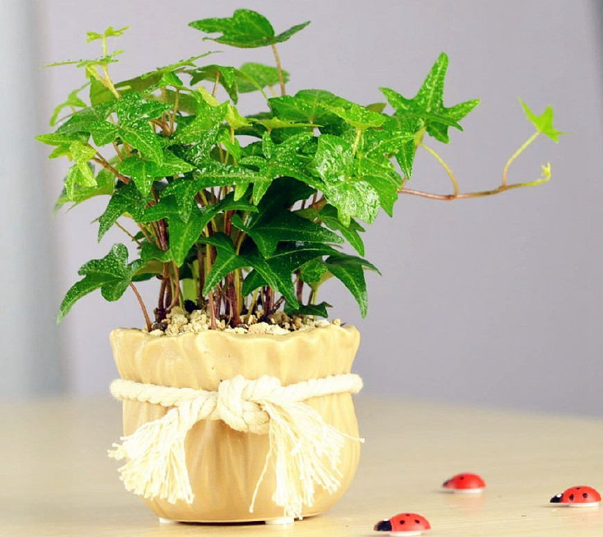 常春藤可以栽在假山上吗,心形常春藤盆栽