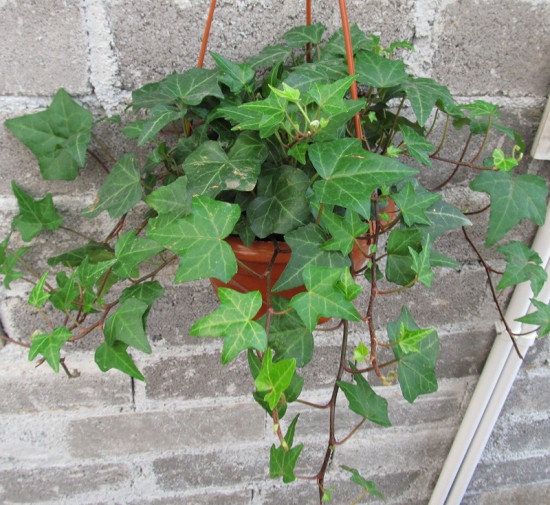 常春藤可以栽在假山上吗,心形常春藤盆栽