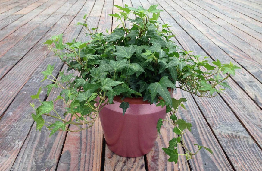 常春藤可以栽在假山上吗,心形常春藤盆栽