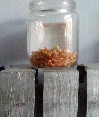 虾米怎么形成的,虾米是怎样捞上来的