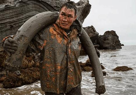 中国挖猛犸象牙 (俄罗斯人挖掘猛犸象牙)