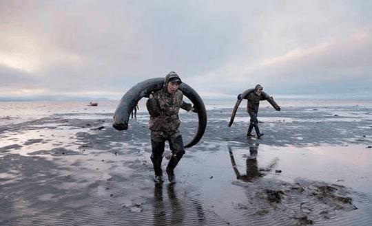 中国挖猛犸象牙 (俄罗斯人挖掘猛犸象牙)