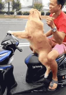 少年，像这样真的就能找到媳妇吗？我也要去买块牌子！