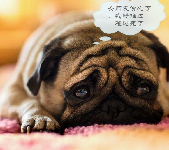 哪个星座的男生最怕女生,狗狗告诉你什么事