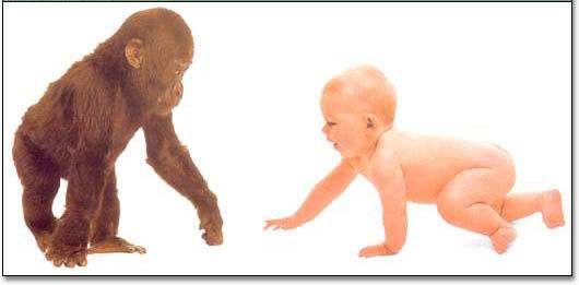 人类直立行走的奥秘,原始人走路