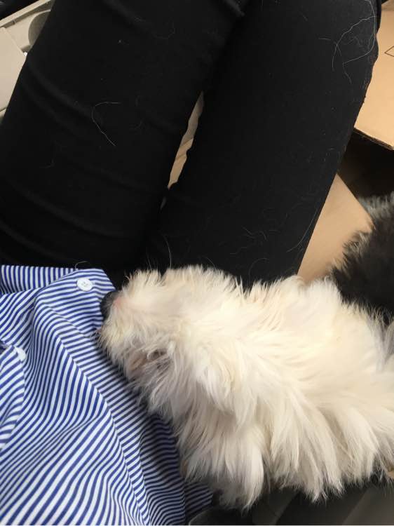 去狗市,1300元买下这只未满两月的古牧,我们的噩梦就开始了