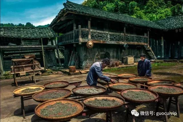 湘西土家莓茶的传说和由来简介,土家神茶茅岩莓湖南张家界
